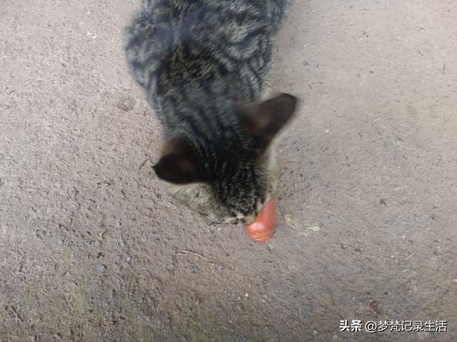 家门口旅游不用花钱真好啊！为了黄贝贝我把老脸都丢尽了