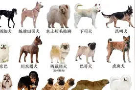 哇！涨知识了，55个中华田园犬品种，你喜欢哪种？收藏起来看看吧图片