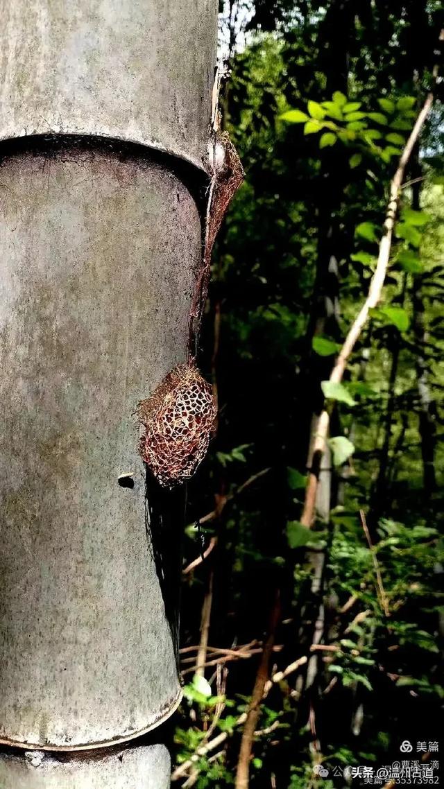 温州高山峡谷隐藏的小众秘境，驴友的瀑降宝藏地！雨后风光绝佳！