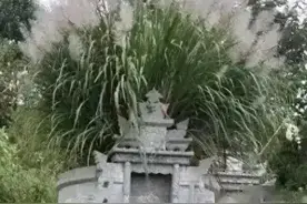 坟头上的草该不该拔掉，不拔对子孙后代有啥影响？答案来了图片