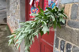 过完端午节，快把门口挂着的艾草收回来，这作用解决家家户户困扰图片