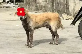 可怜！流浪狗遭村民用开水泼，还用烟头烫，被小哥救助后终于笑了图片