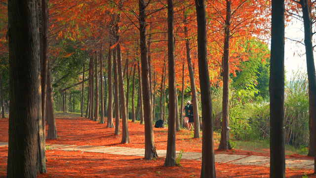 福州深秋宝藏公园，藏着粉黛乱子草与火红水杉，还有绝美沙滩江景