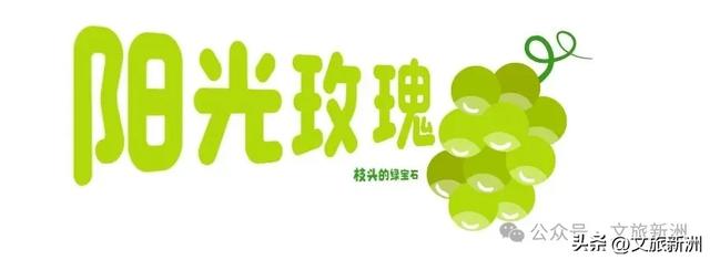 一口脆甜，一口爆汁！新洲黄桃&阳光玫瑰，承包你8月的甜蜜！