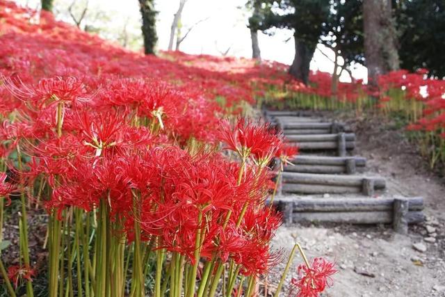 9月去看绝美彼岸花吧！日本10大赏花出片景点全攻略~