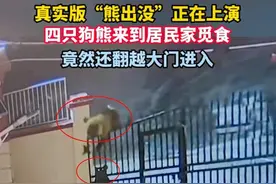 青藏高原的熊进化了？狗熊一家四口翻栏进院，3只负责望风图片