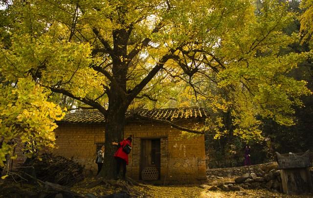 楚天金秋，银杏为笺：湖北五处银杏秘境，邂逅最诗意的流光