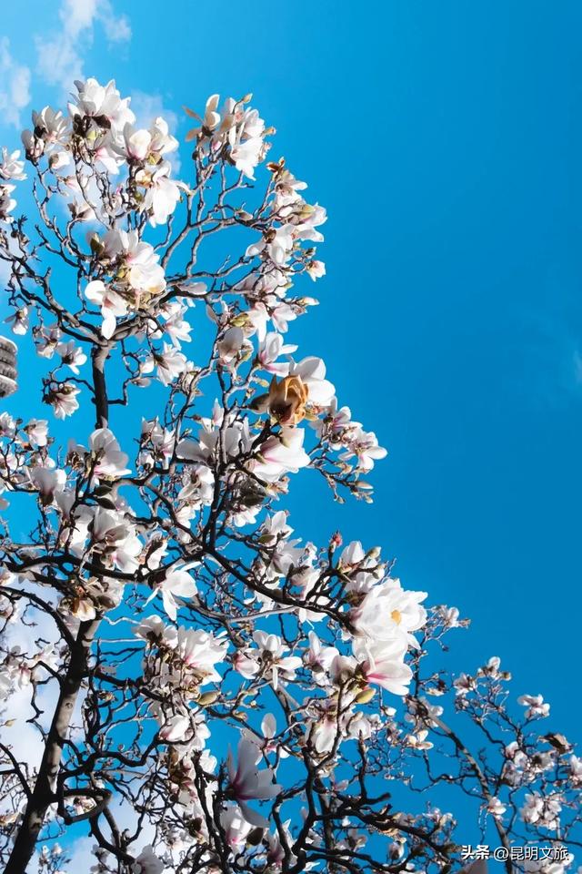 新晋顶流!「阴丹蓝+初雪白」,冬日昆明继续上分,你该换屏保了~