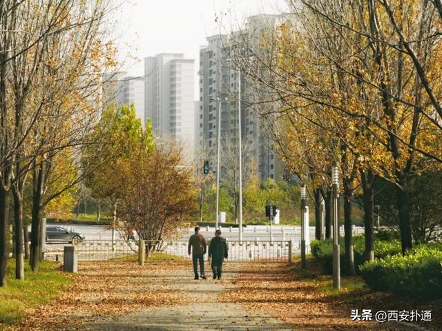 地铁直达！秋日末尾的“落叶大道”不可错过！