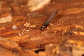 白蚁分飞高峰期来临，家中发现白蚁怎么办？正确做法是……图片