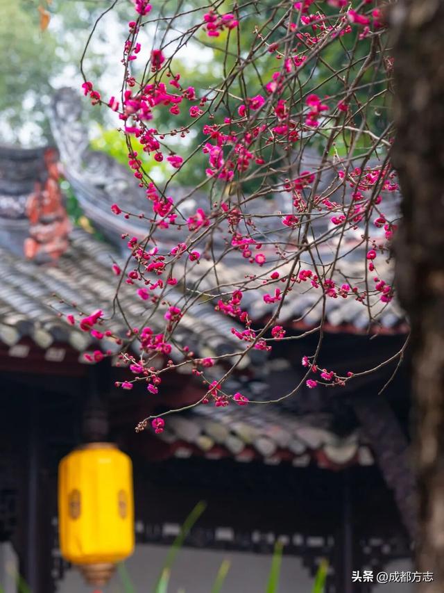 成都这波“梅”景太出片，错过再等一年~