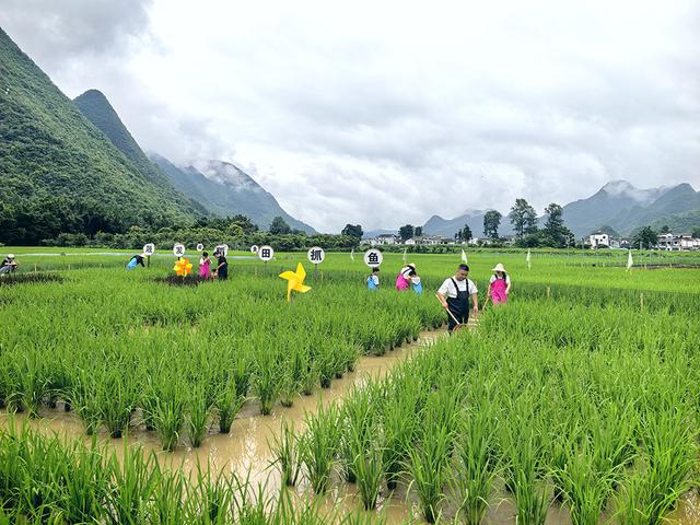 贵州兴义万峰林：夏日好“趣”处 旅游活力旺