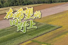 主产区·大粮仓丨良田有“吉”食 丰收正当时图片