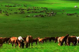 内蒙古一名酒，人称“塞外茅台”，闻名全国，沉寂多年后再度崛起图片