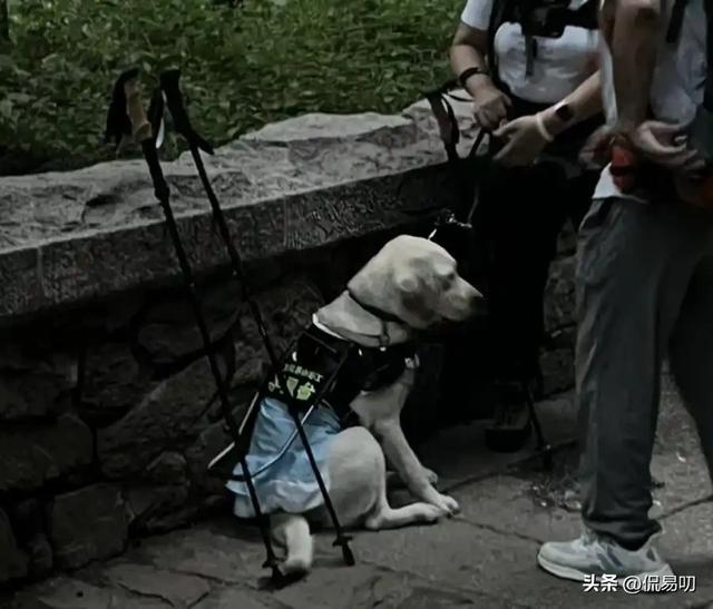 17小时爬泰山后，盲女王营营为何丢了导盲犬、没了工作？