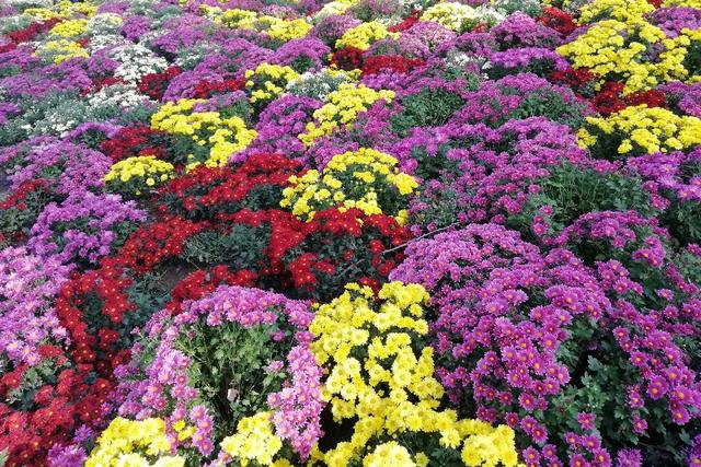 北京顺义国际鲜花港 梦幻的花海秘境
