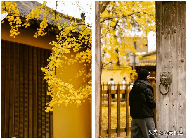 古观音禅寺谢幕？这里的千年银杏，才是最后的隐藏彩蛋！