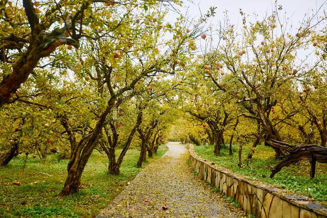 安徽淮北有一座明清石榴园，红了整整几百年，在这里品味百年榴韵