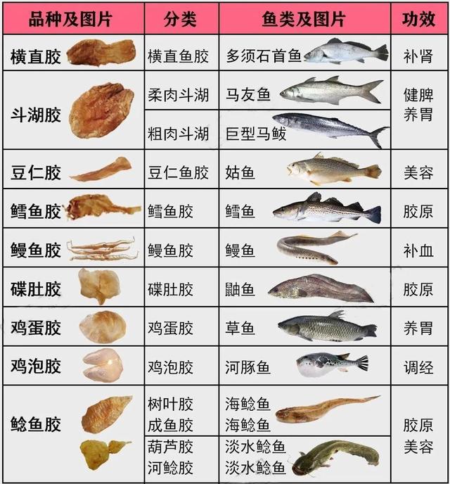 鳕鱼鱼胶与黄花鱼鱼胶的区别 2026年鳕鱼鱼胶与黄花鱼鱼胶的区别在哪里