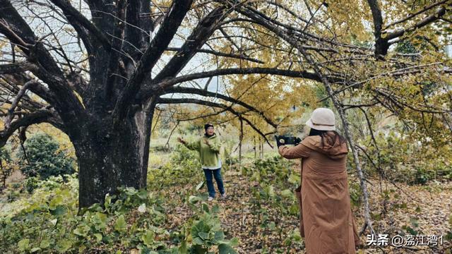 金叶映古村，醉美长岗岭