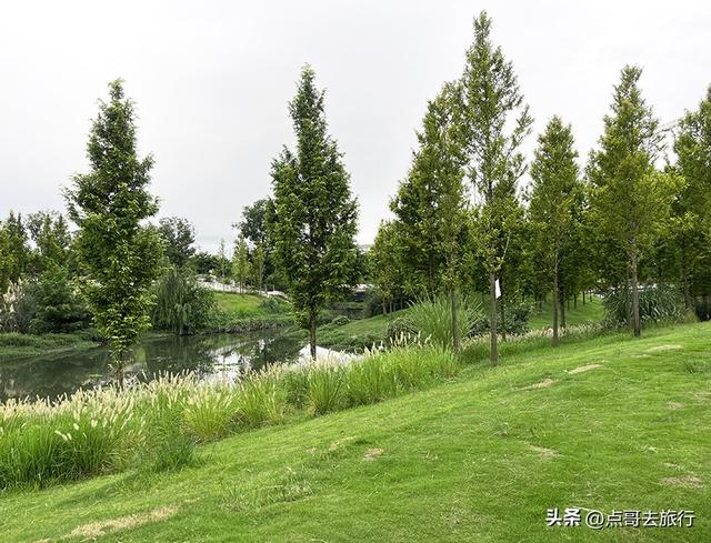 成都最近紫薇花公园，被严重低估，花开惊艳，地铁公交车直达！