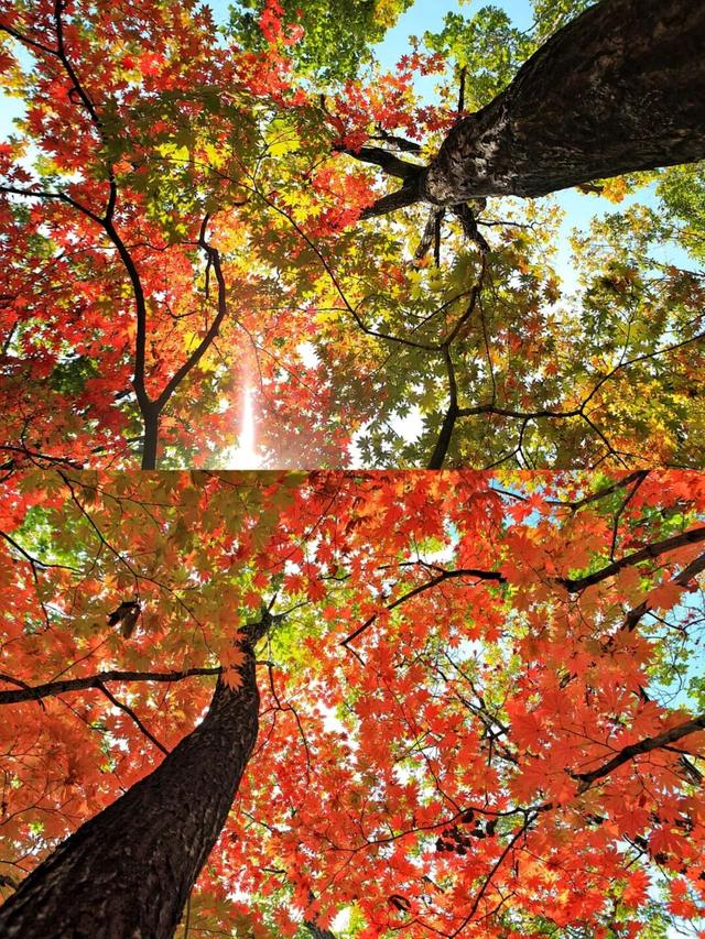 第二十四届吉林·蛟河长白山红叶旅游季启幕