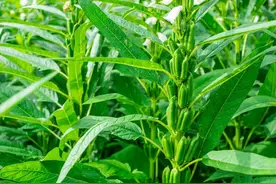 芝麻高产3大秘诀！老农教你亩产翻倍，秋收粮仓堆满山！图片