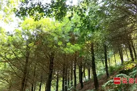 新宁成功实现银杉人工繁育规模化图片