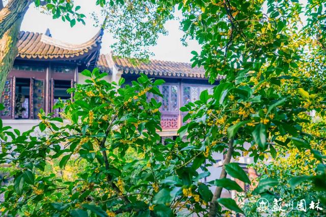 桂香满城！苏州桂花赏花地图来了！