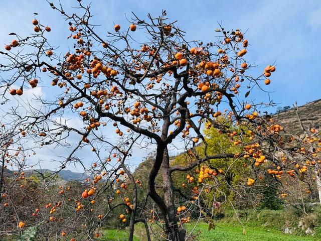 天嘉路上秋意浓