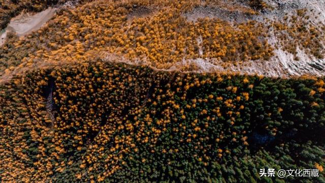 如果此生只来一次西藏林芝，我一定会去这里→