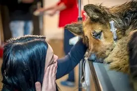 震惊全球的虐狗事件！流浪的黑背犬被截肢、拔牙、性虐待……图片