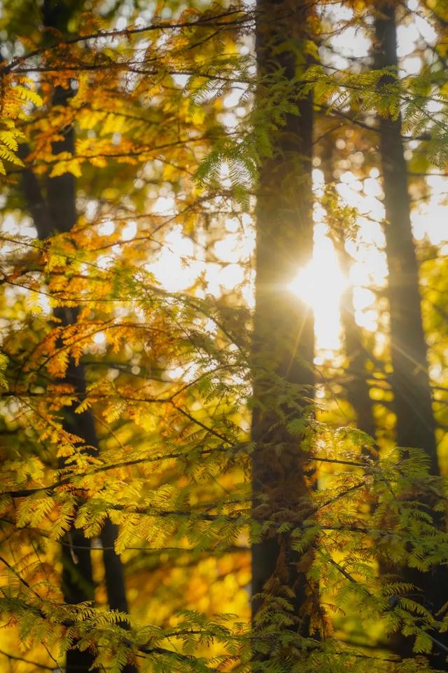 时间在这里按下暂停键，让我们见证季节变换