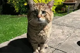 一只流浪大脸猫主动来到女子家门，被收养后判若两猫，是注定的吗图片