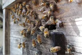 养蜂圈不敢说的痛：忽视巢门蜜蜂“乱飞信号”，你可能一夜归零！图片