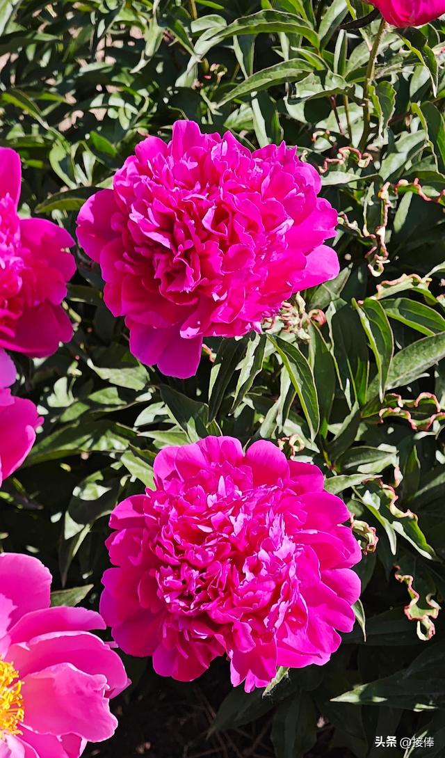 张传禄：北京芍药花海