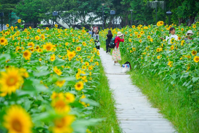 美爆了！佛山秋日花海上新！