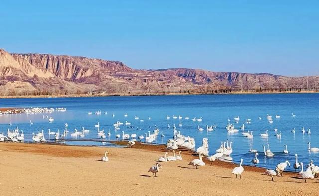 黄河！天鹅！壁画！美食！四条主题线路打开初冬的N种游玩方式