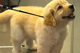 别不信，你家狗狗有这5种表现，说明它正在守护你的财运！图片