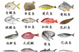 常见不同种类海鱼的营养价值及口感图片