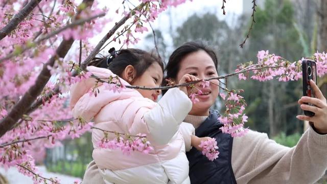赏樱花除了去南溪山公园，桂林这个新晋网红地也超级好看！