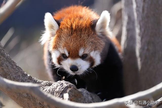 选索尼还是适马？E卡口大光圈长焦变焦镜头巅峰对决！