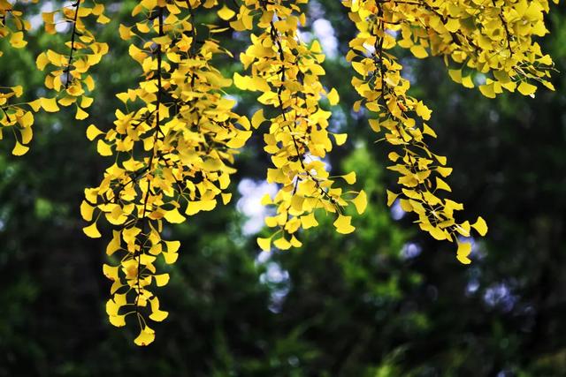地坛银杏文化节明日开逛！秋日“赶集”天花板来啦→