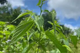 农村不起眼的光叶山黄麻，老人都说它是一种很好的“刀伤药”图片