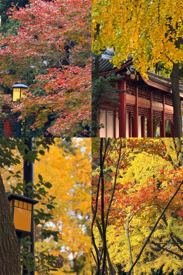 银杏浓度100%！成都人民拍照好去处，温江这3个地方千万别错过！