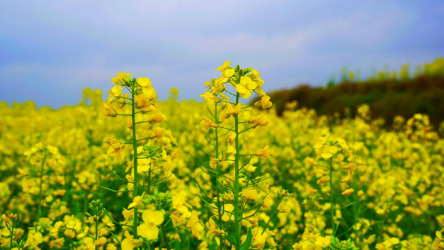 花已开，等你来！贵阳贵安2026赏花地图浪漫上线→