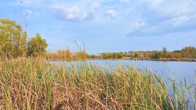 寻美薛城丨一眼沉醉！蟠龙河冬日美景，是一幅静谧迷人的水墨画卷！