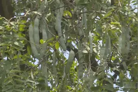 “县”在有动静丨全国最大的皂角米加工集散地的产业突破之路图片