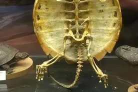 看完乌龟的骨骼，你就能明白，它为啥会被称为最诡异的动物之一了图片