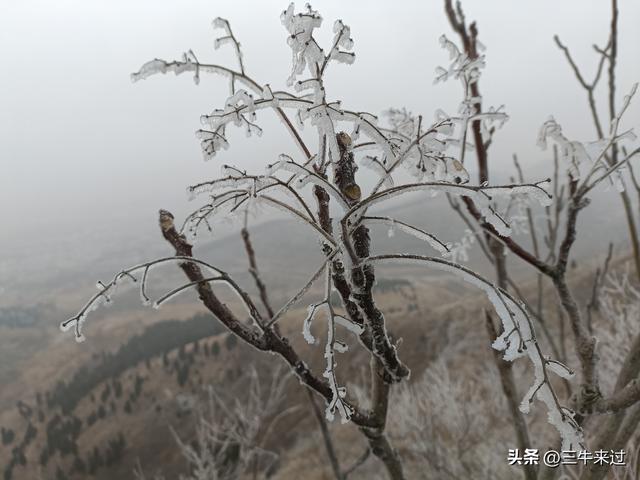 无为在歧路，何处寻雾凇
